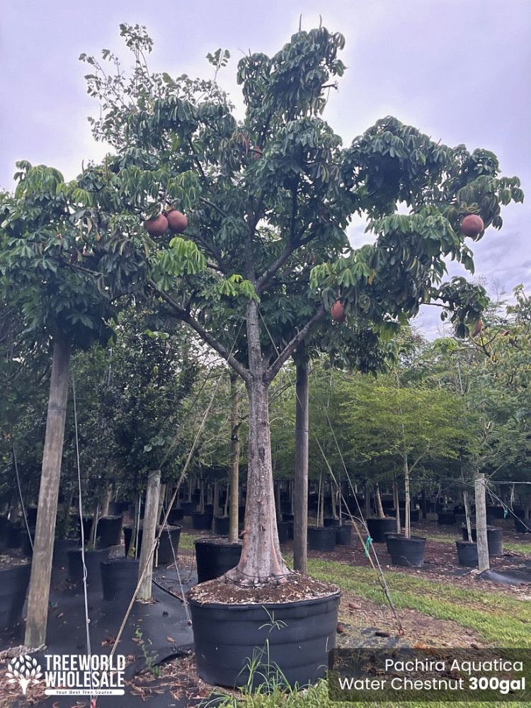 pachira-aquatica-water-chestnut-guiana-chestnut-money-tree