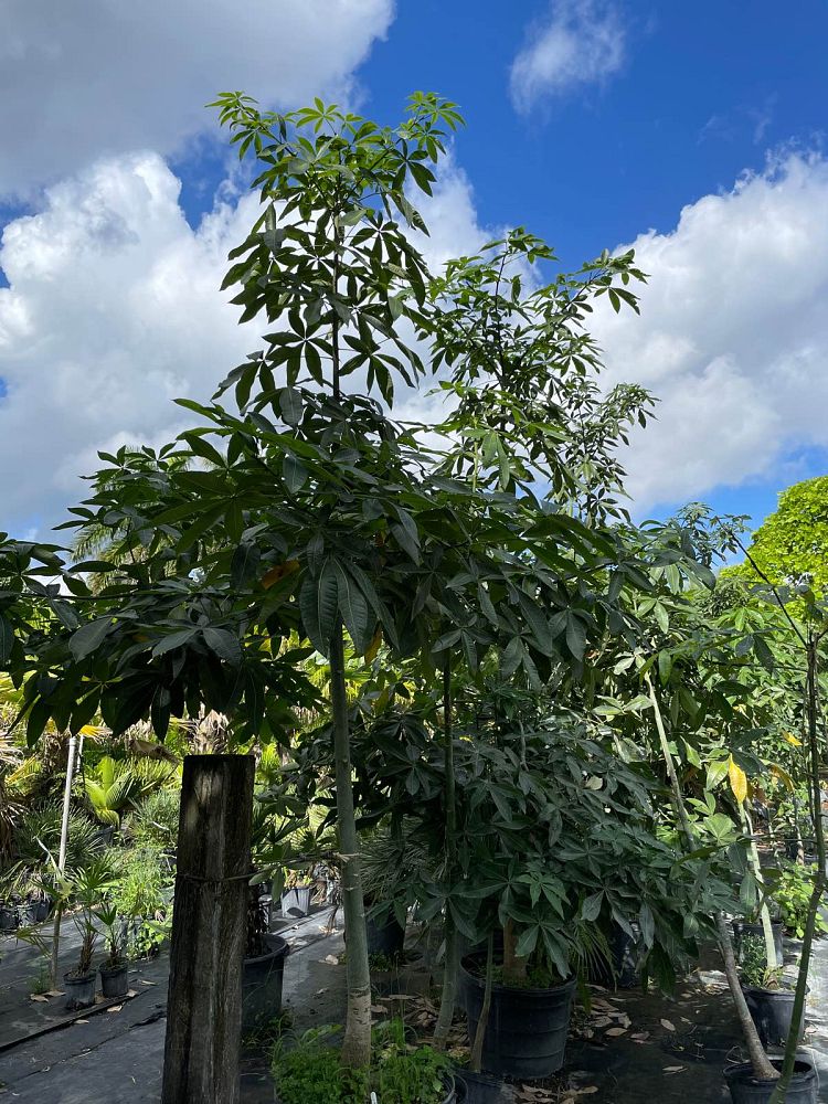 pachira-aquatica-water-chestnut-guiana-chestnut-money-tree