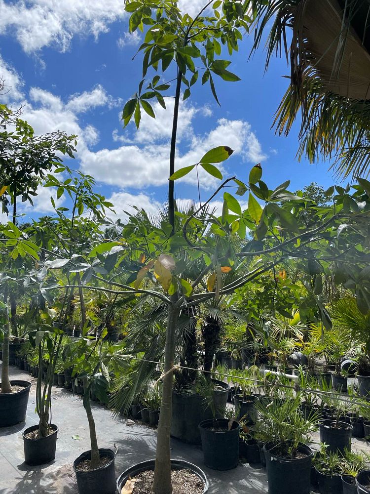 pachira-aquatica-water-chestnut-guiana-chestnut-money-tree