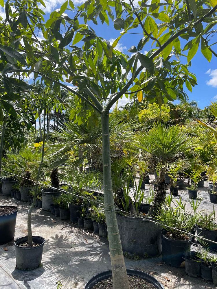 pachira-aquatica-water-chestnut-guiana-chestnut-money-tree