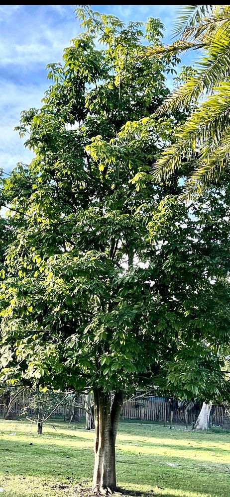 pachira-aquatica-water-chestnut-guiana-chestnut-money-tree