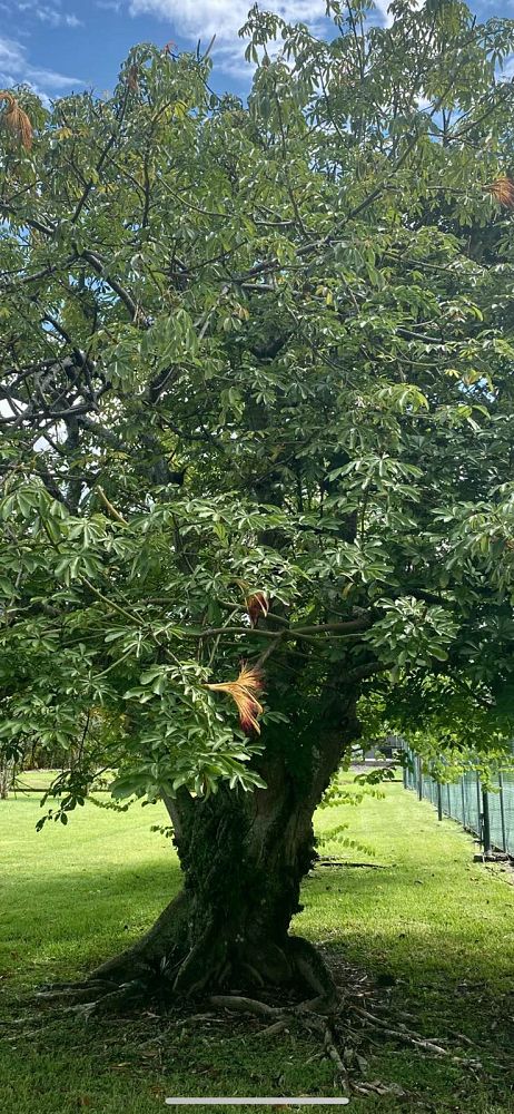 pachira-aquatica-water-chestnut-guiana-chestnut-money-tree