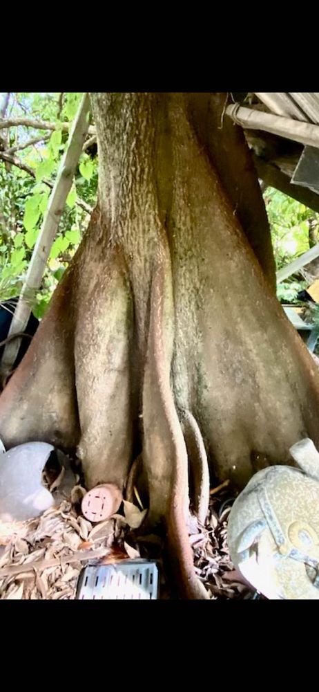pachira-aquatica-water-chestnut-guiana-chestnut-money-tree