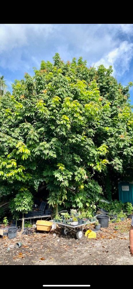 pachira-aquatica-water-chestnut-guiana-chestnut-money-tree