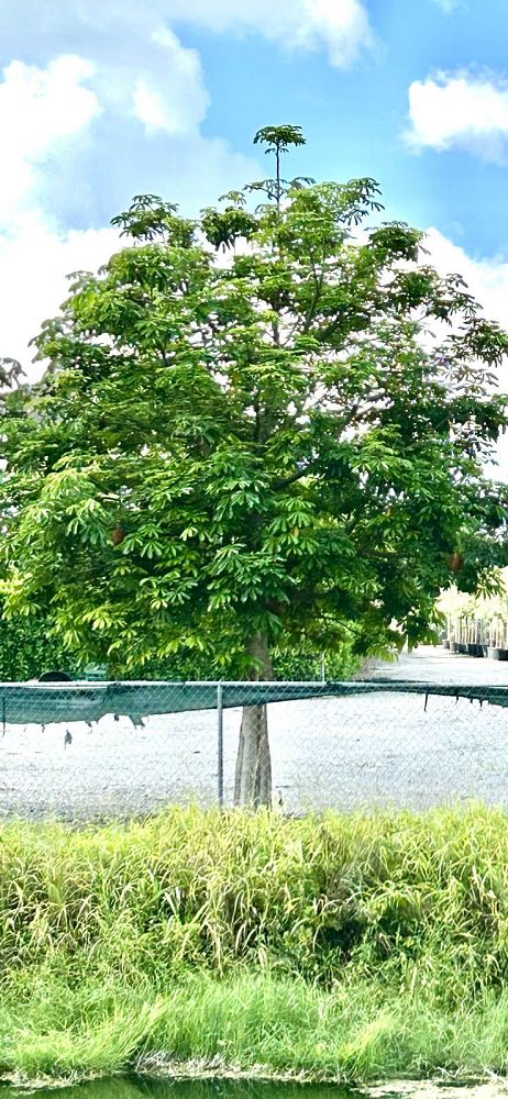 pachira-aquatica-water-chestnut-guiana-chestnut-money-tree