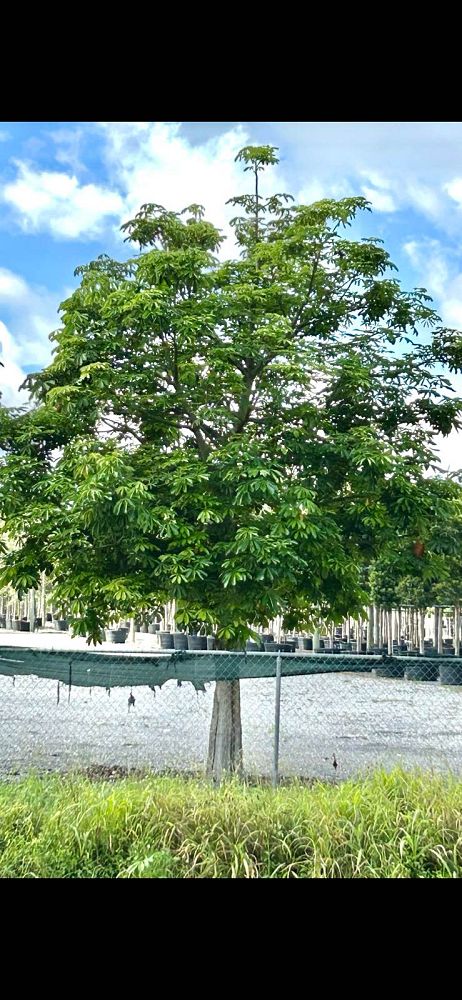 pachira-aquatica-water-chestnut-guiana-chestnut-money-tree