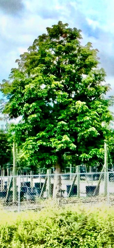 pachira-aquatica-water-chestnut-guiana-chestnut-money-tree