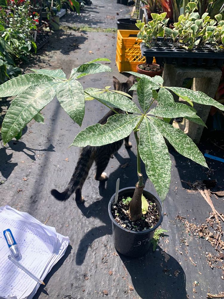 pachira-aquatica-water-chestnut-guiana-chestnut-money-tree