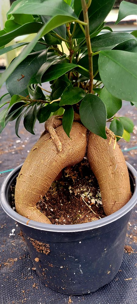pachira-aquatica-water-chestnut-guiana-chestnut-money-tree