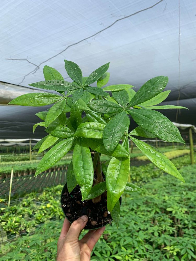 pachira-aquatica-water-chestnut-guiana-chestnut-money-tree