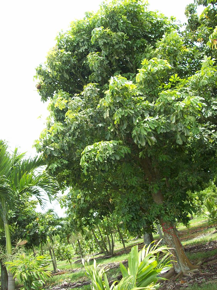 pachira-aquatica-water-chestnut-guiana-chestnut-money-tree