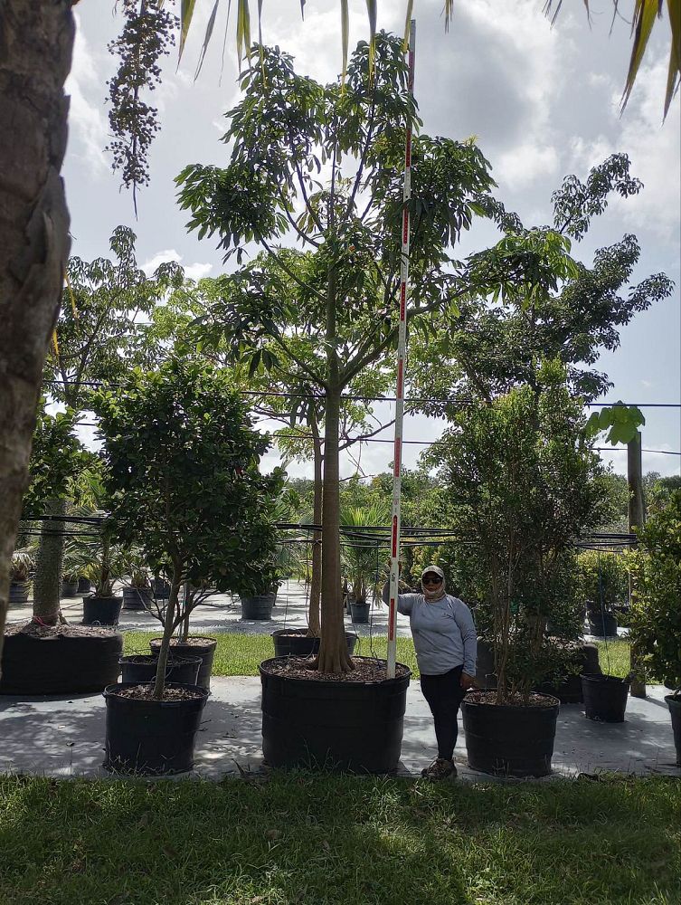pachira-aquatica-water-chestnut-guiana-chestnut-money-tree