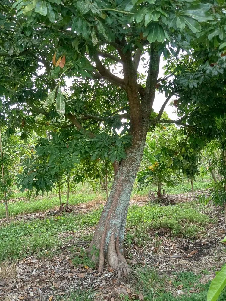 pachira-aquatica-water-chestnut-guiana-chestnut-money-tree