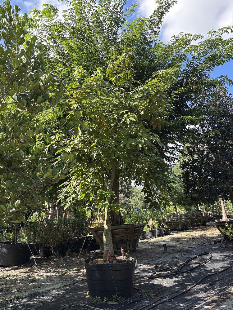 pachira-aquatica-water-chestnut-guiana-chestnut-money-tree