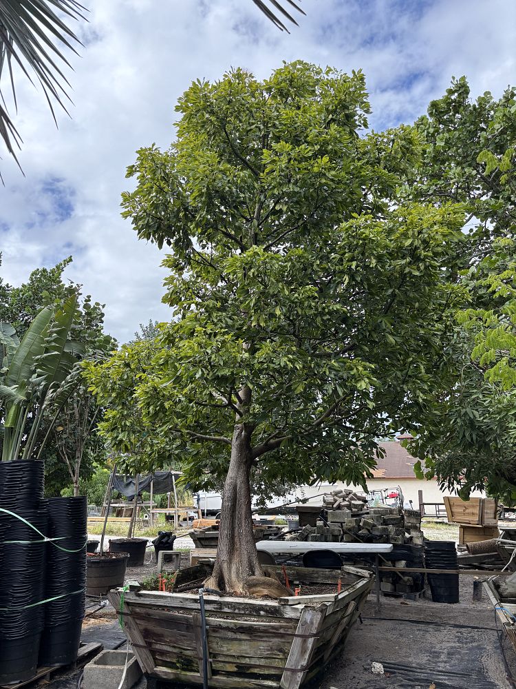 pachira-aquatica-water-chestnut-guiana-chestnut-money-tree