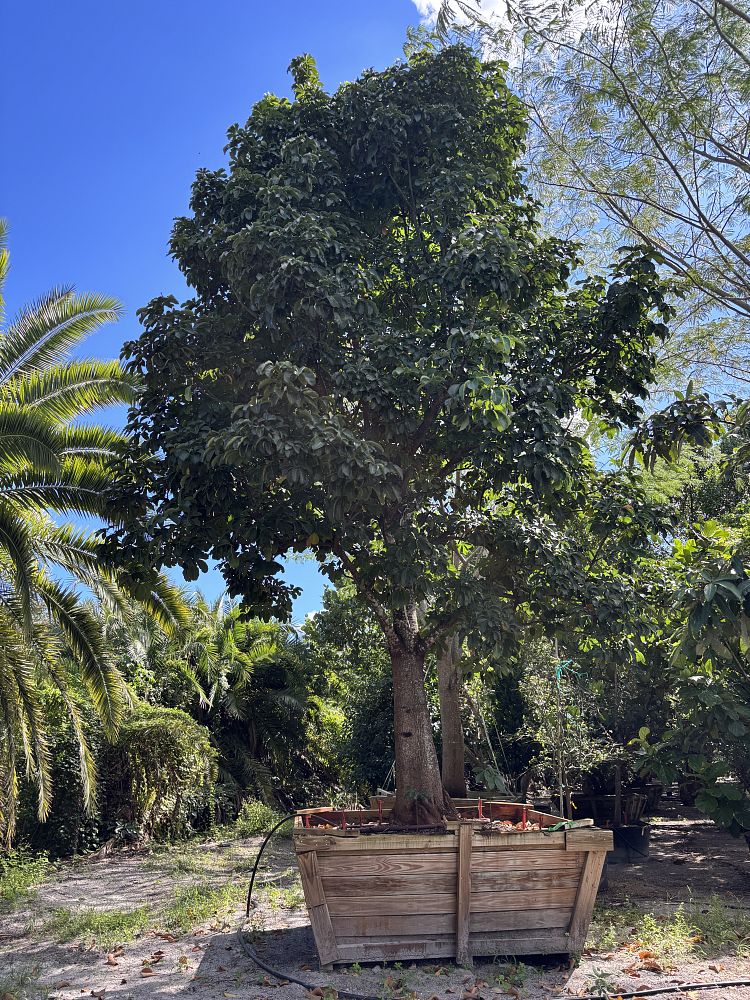 pachira-aquatica-water-chestnut-guiana-chestnut-money-tree