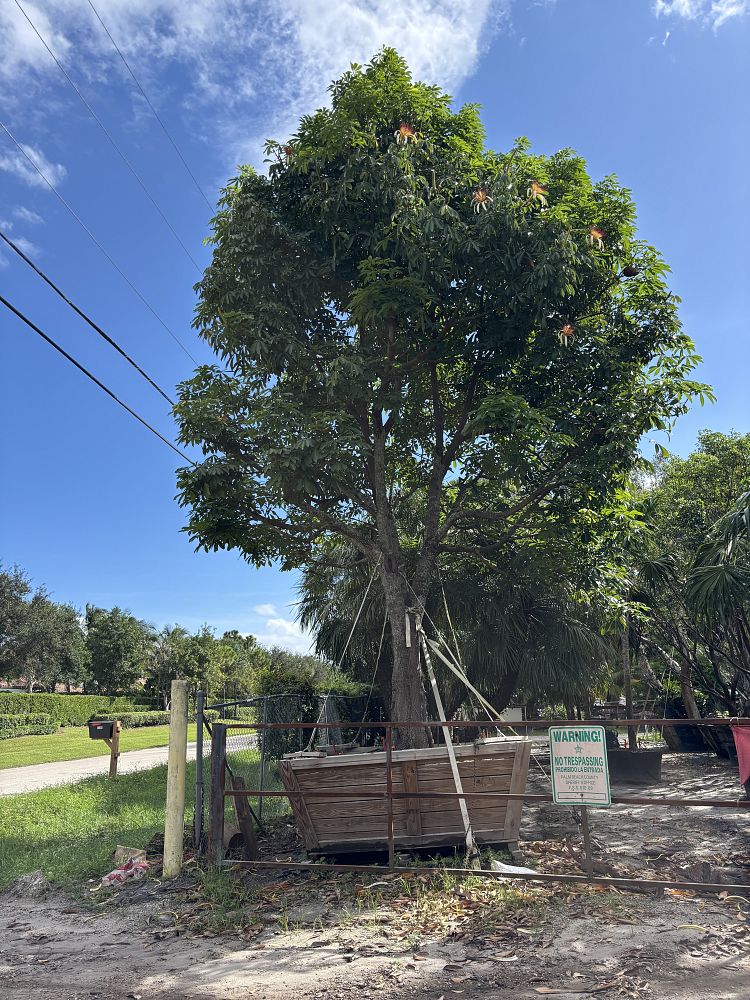 pachira-aquatica-water-chestnut-guiana-chestnut-money-tree