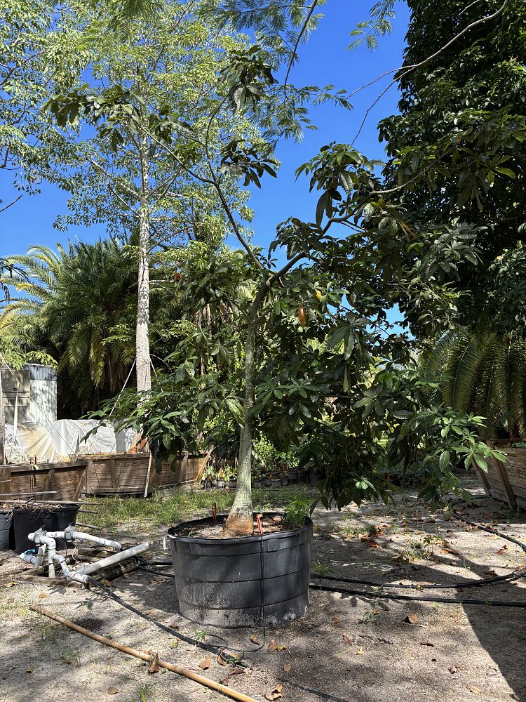 pachira-aquatica-water-chestnut-guiana-chestnut-money-tree