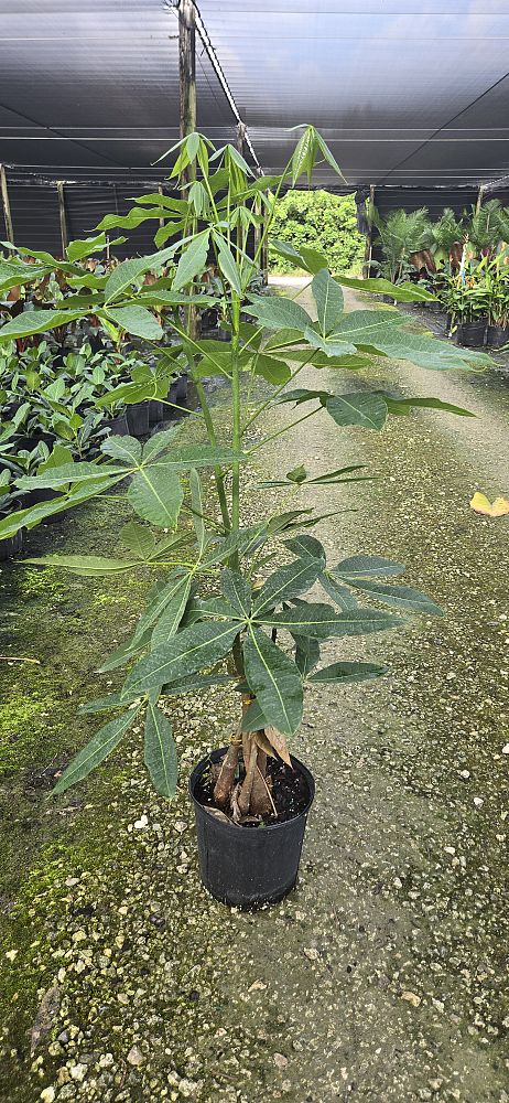 pachira-aquatica-water-chestnut-guiana-chestnut-money-tree