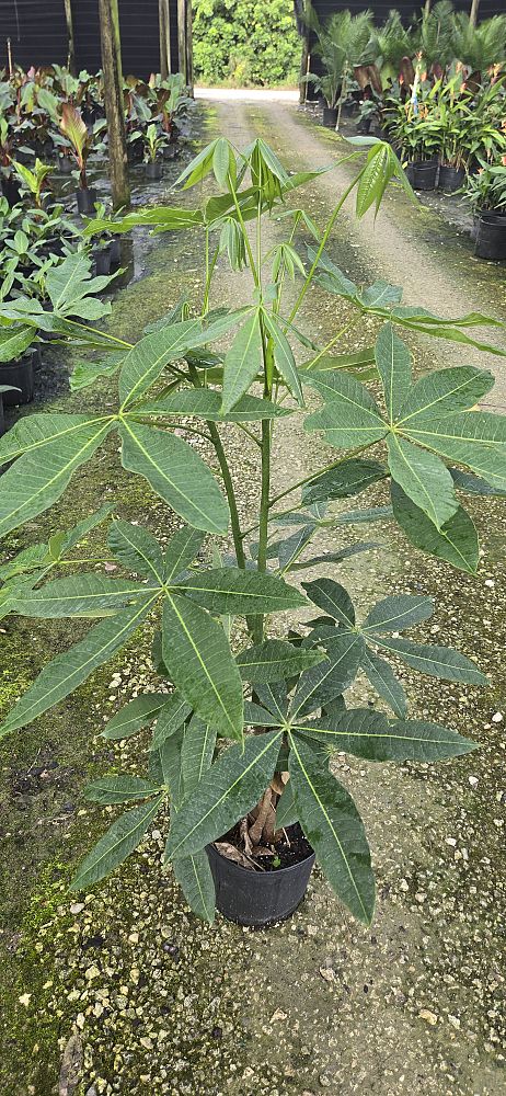 pachira-aquatica-water-chestnut-guiana-chestnut-money-tree