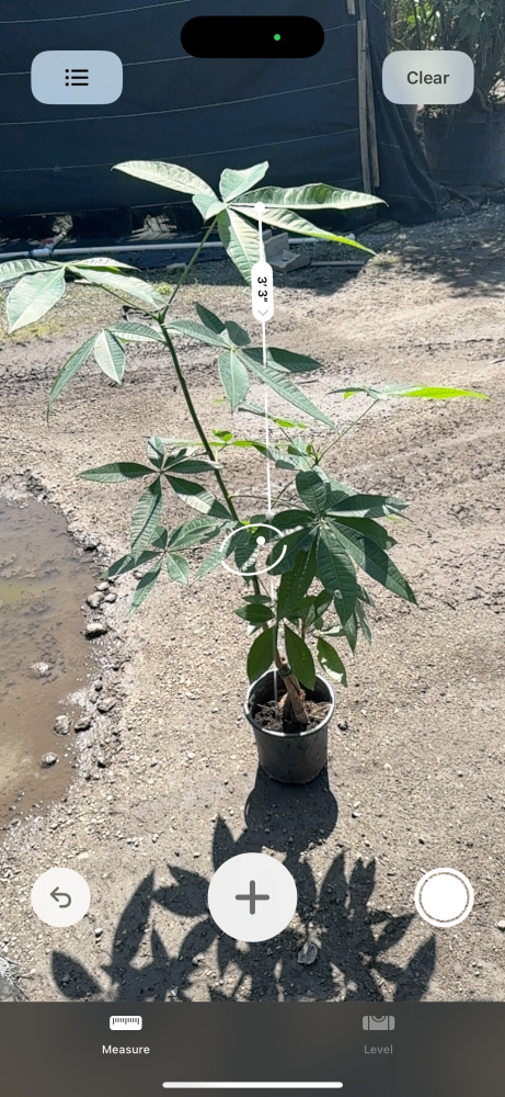 pachira-aquatica-water-chestnut-guiana-chestnut-money-tree
