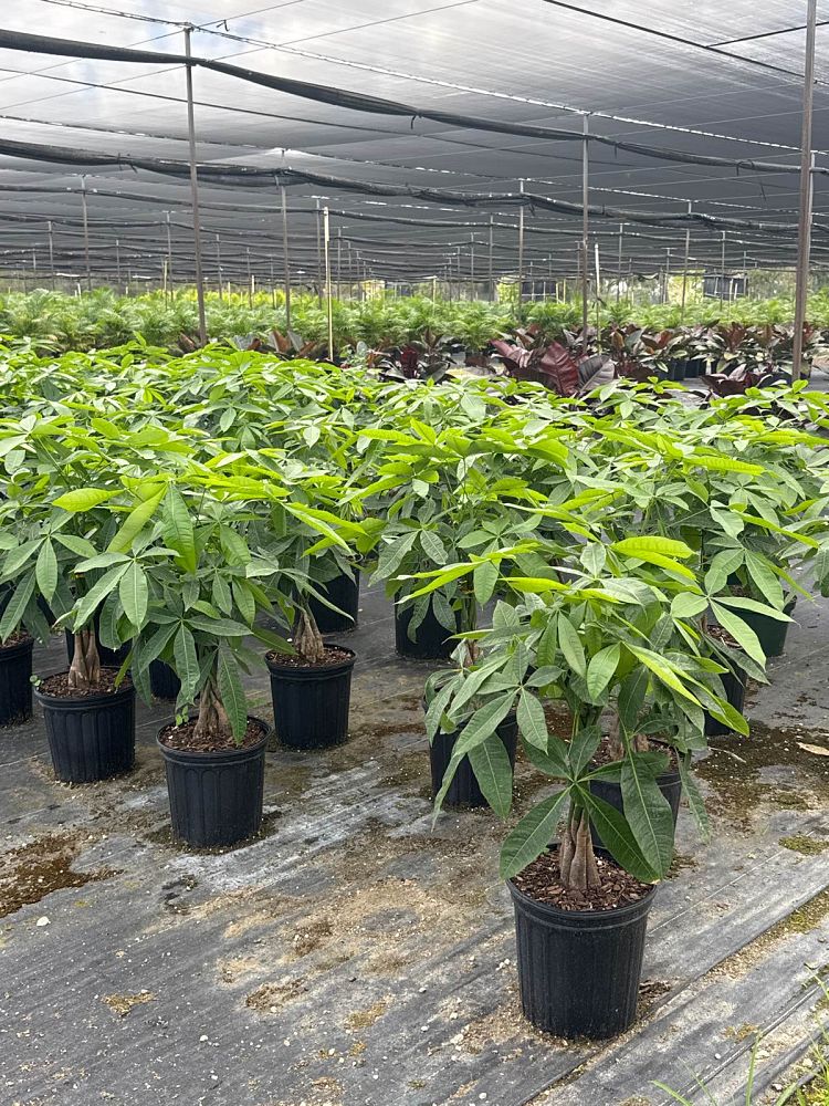 pachira-aquatica-water-chestnut-guiana-chestnut-money-tree