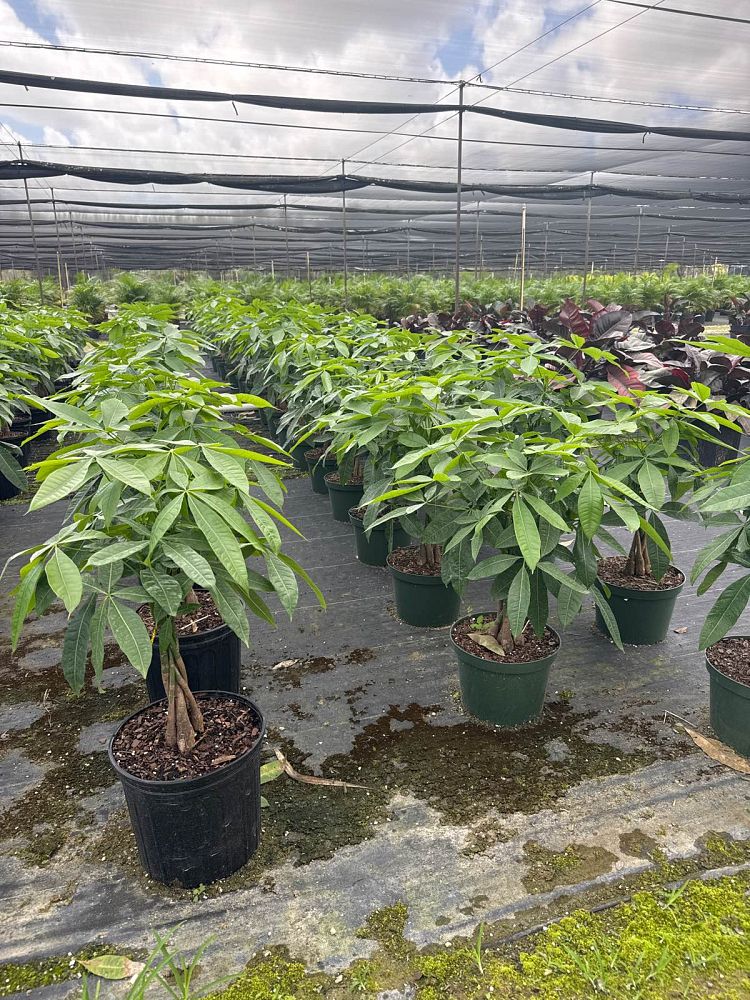 pachira-aquatica-water-chestnut-guiana-chestnut-money-tree