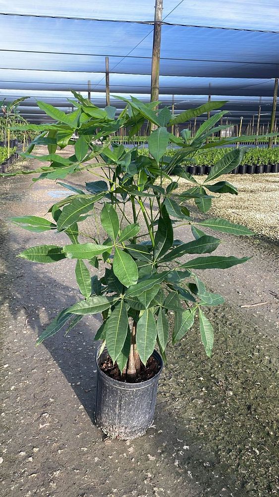 pachira-aquatica-water-chestnut-guiana-chestnut-money-tree
