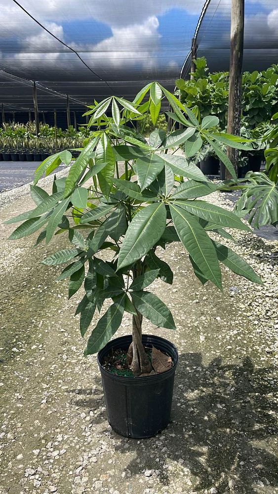 pachira-aquatica-water-chestnut-guiana-chestnut-money-tree