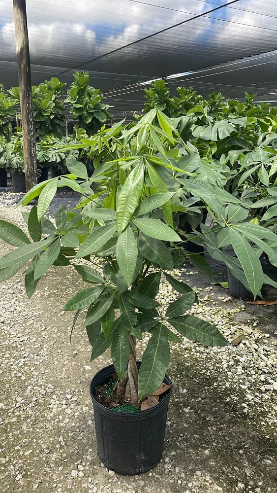 pachira-aquatica-water-chestnut-guiana-chestnut-money-tree