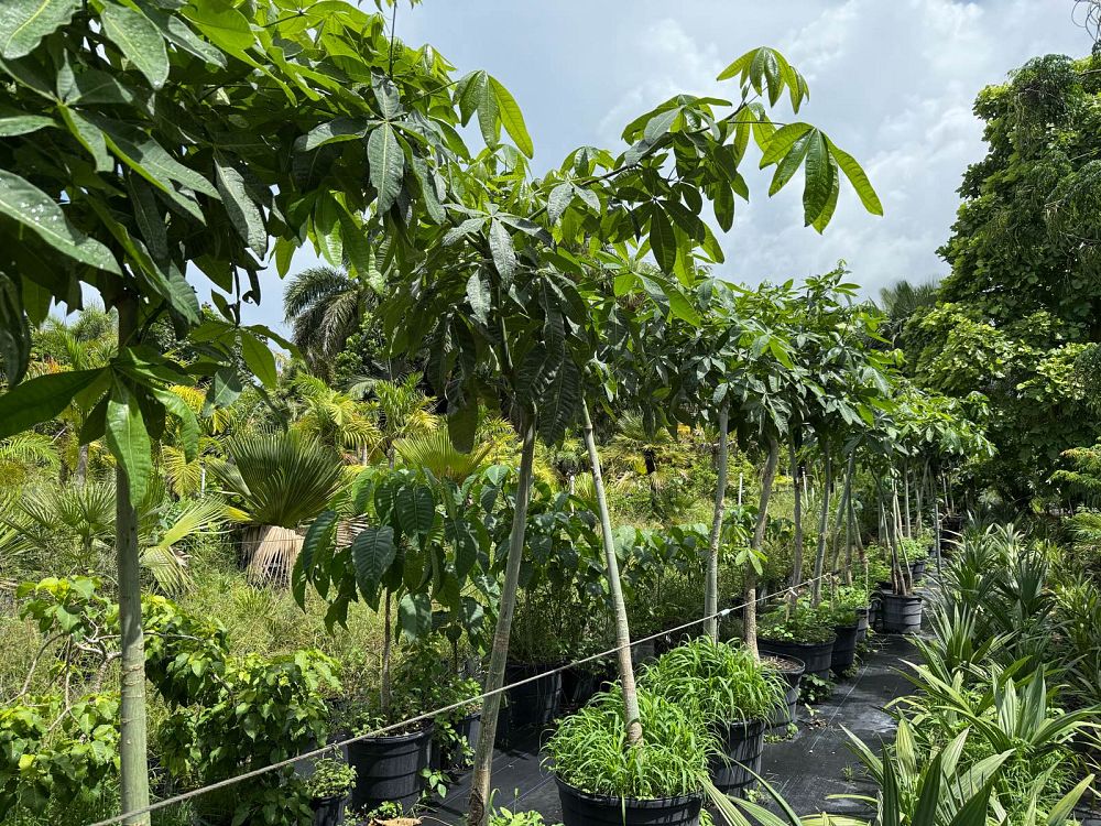 pachira-aquatica-water-chestnut-guiana-chestnut-money-tree