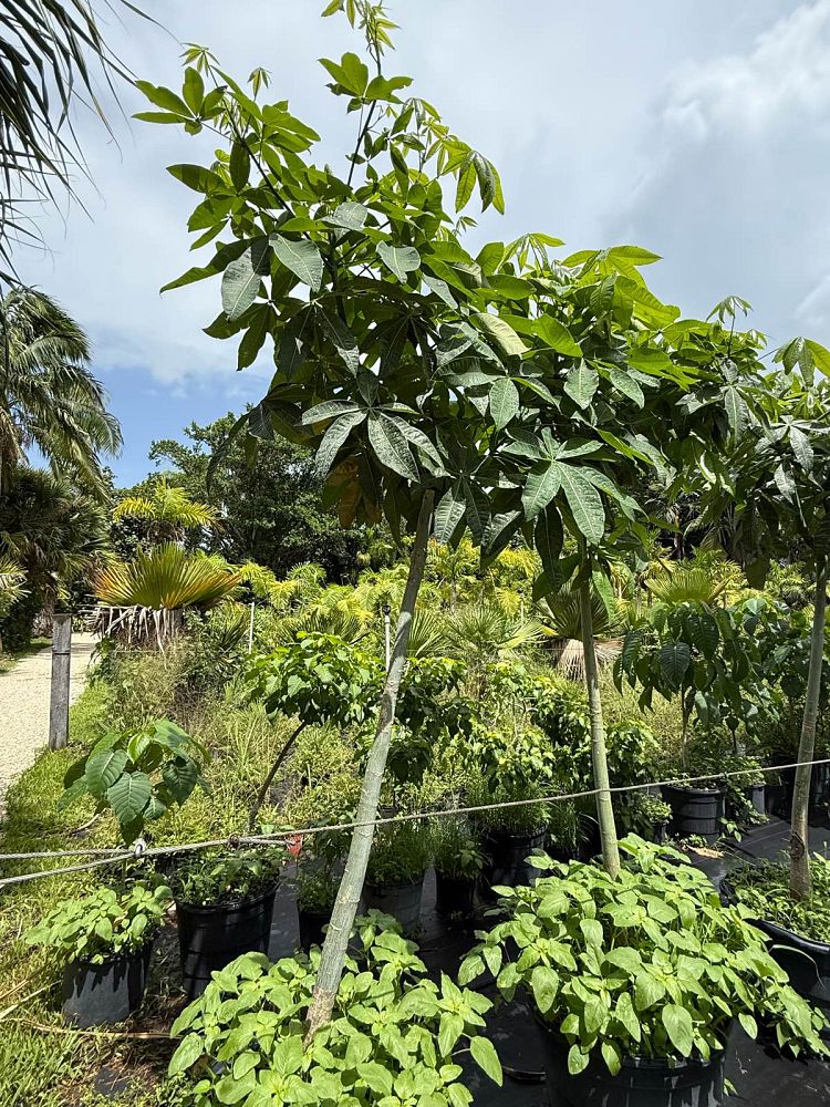 pachira-aquatica-water-chestnut-guiana-chestnut-money-tree