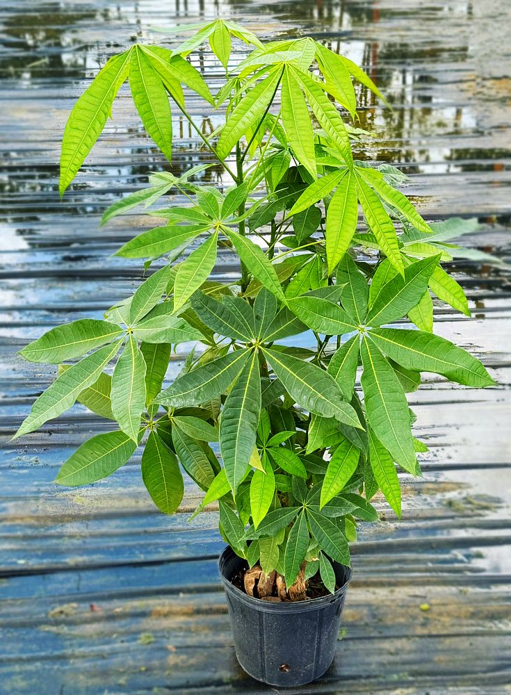 pachira-aquatica-water-chestnut-guiana-chestnut-money-tree
