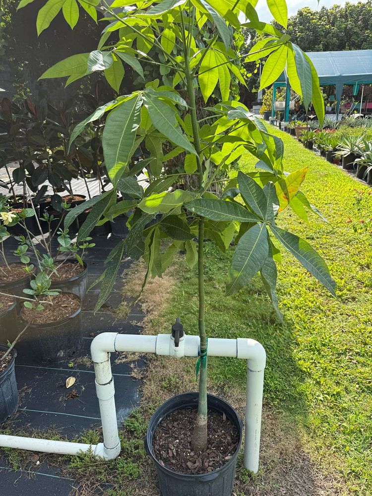 pachira-aquatica-water-chestnut-guiana-chestnut-money-tree