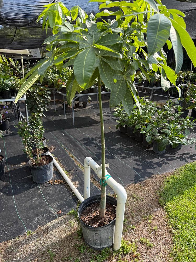 pachira-aquatica-water-chestnut-guiana-chestnut-money-tree