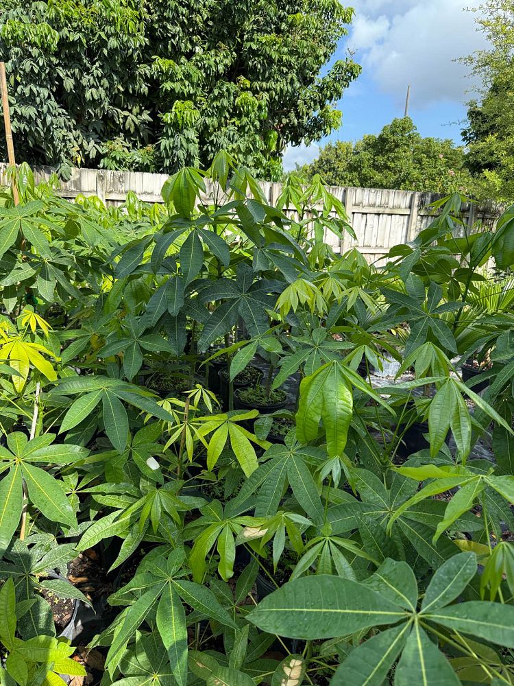 pachira-aquatica-water-chestnut-guiana-chestnut-money-tree