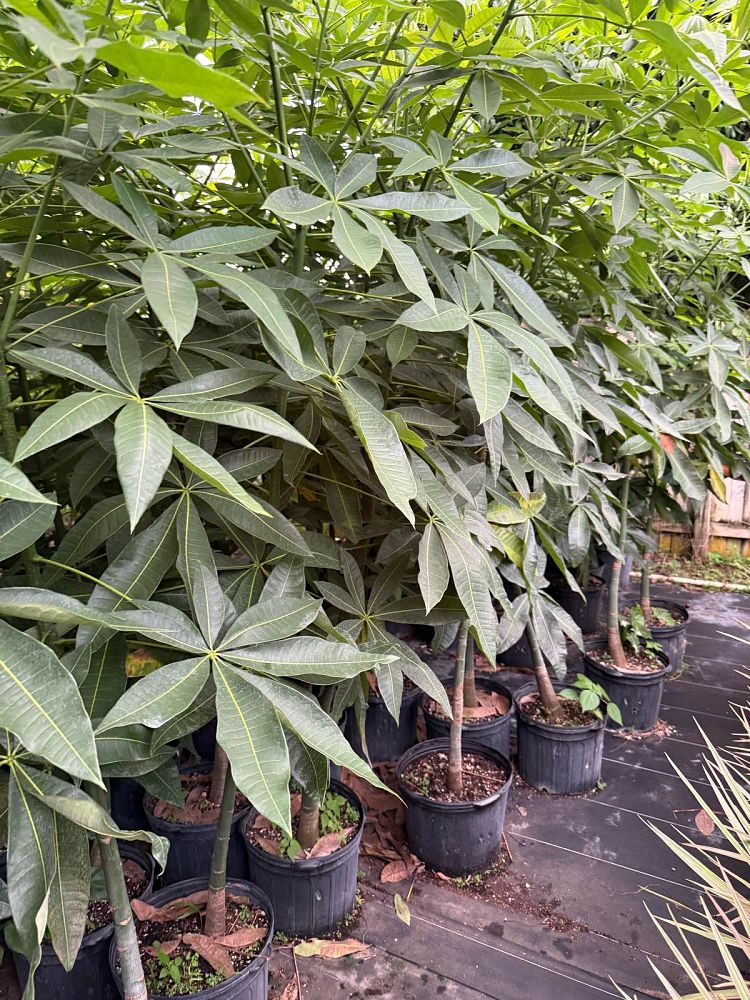 pachira-aquatica-water-chestnut-guiana-chestnut-money-tree