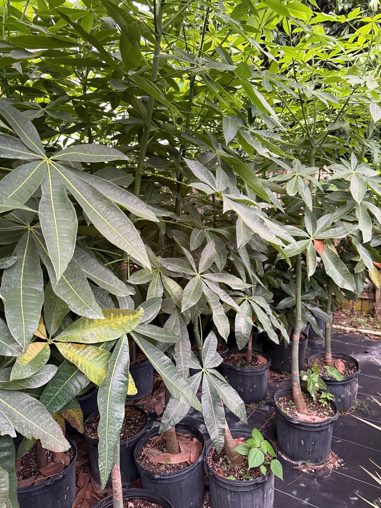 pachira-aquatica-water-chestnut-guiana-chestnut-money-tree