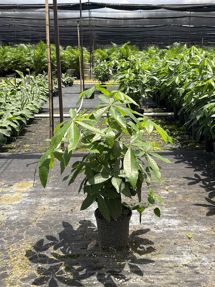 pachira-aquatica-water-chestnut-guiana-chestnut-money-tree