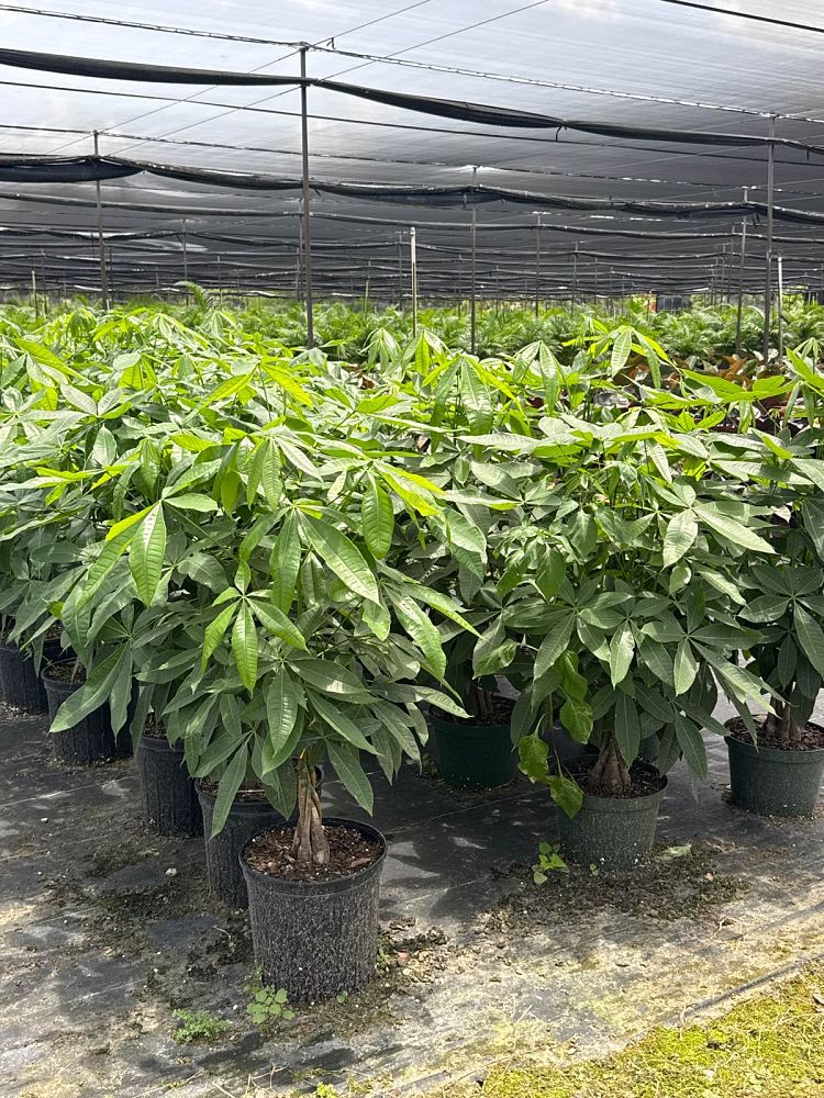 pachira-aquatica-water-chestnut-guiana-chestnut-money-tree