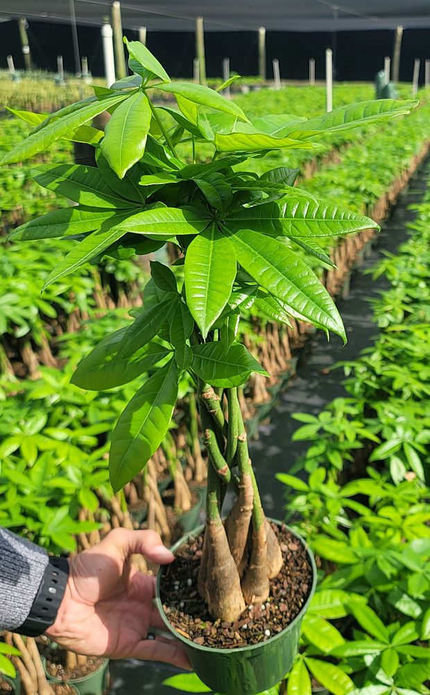 pachira-aquatica-water-chestnut-guiana-chestnut-money-tree