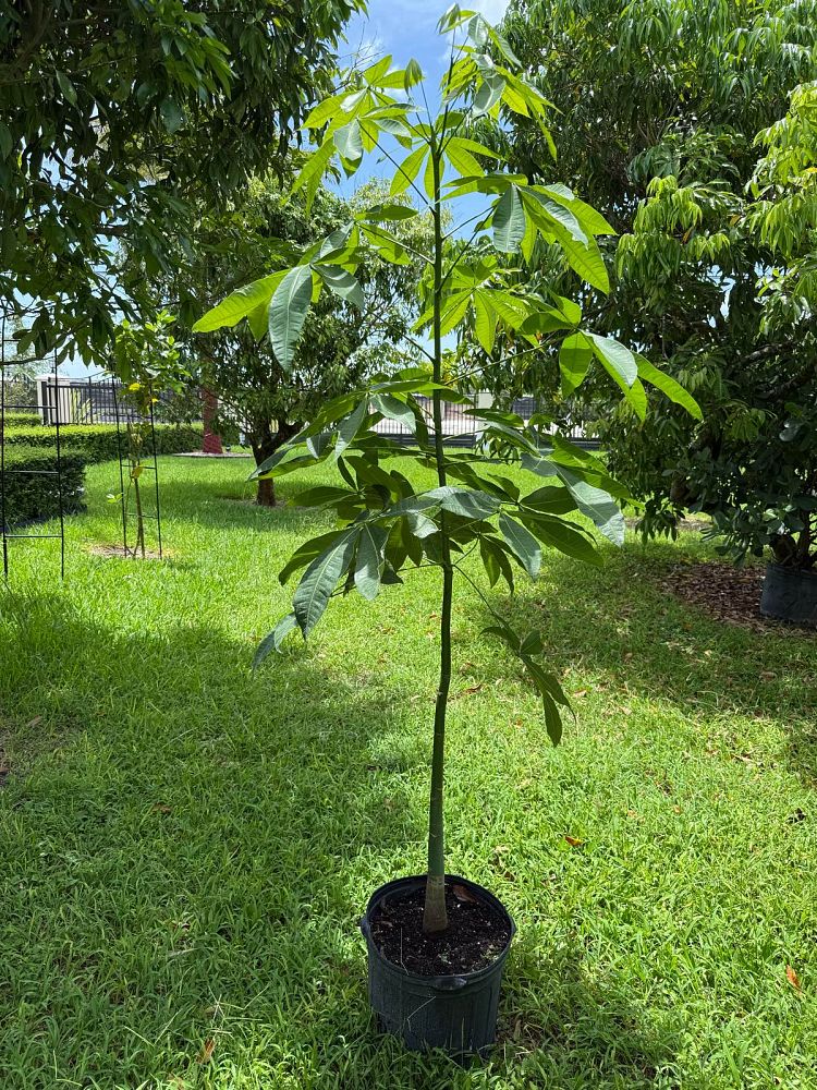 pachira-aquatica-water-chestnut-guiana-chestnut-money-tree