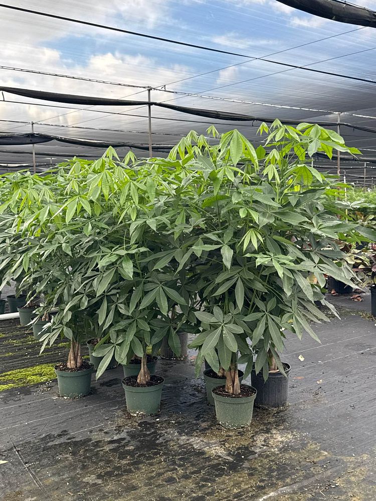 pachira-aquatica-water-chestnut-guiana-chestnut-money-tree