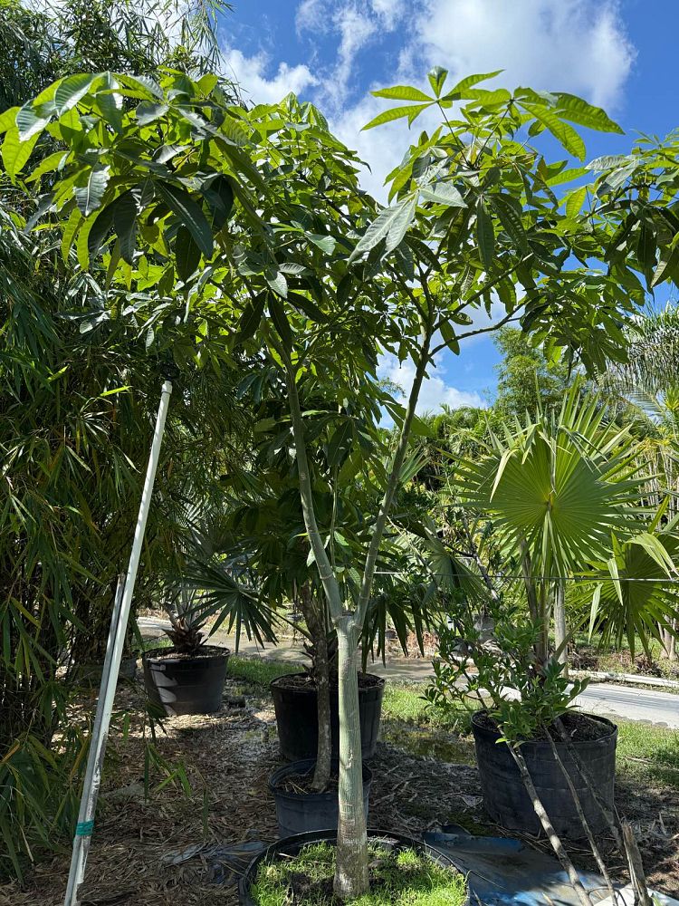 pachira-aquatica-water-chestnut-guiana-chestnut-money-tree