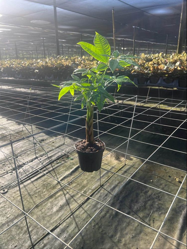 pachira-aquatica-water-chestnut-guiana-chestnut-money-tree