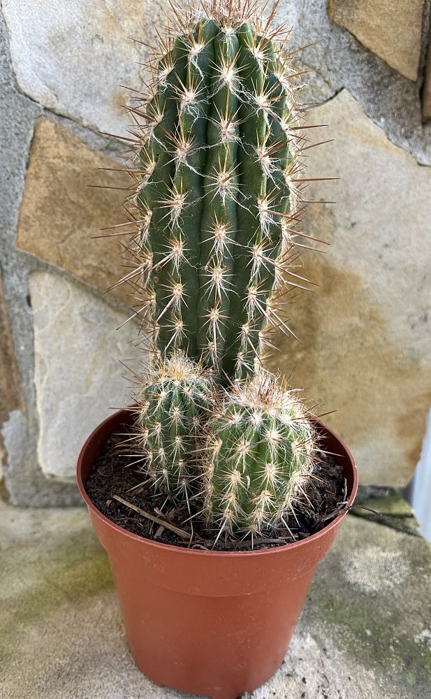 pachycereus-pringlei