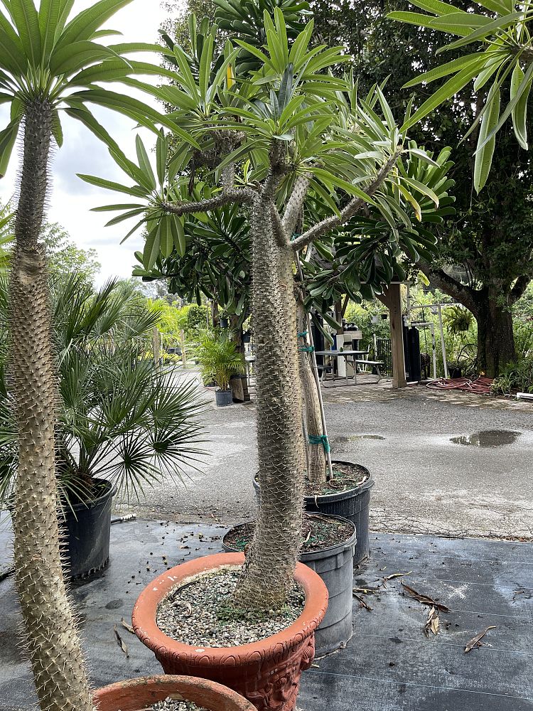 pachypodium-geayi-madagascar-palm