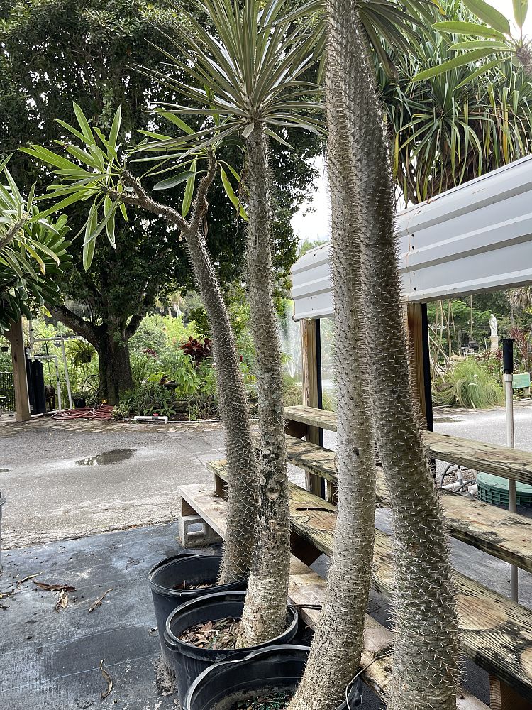pachypodium-geayi-madagascar-palm