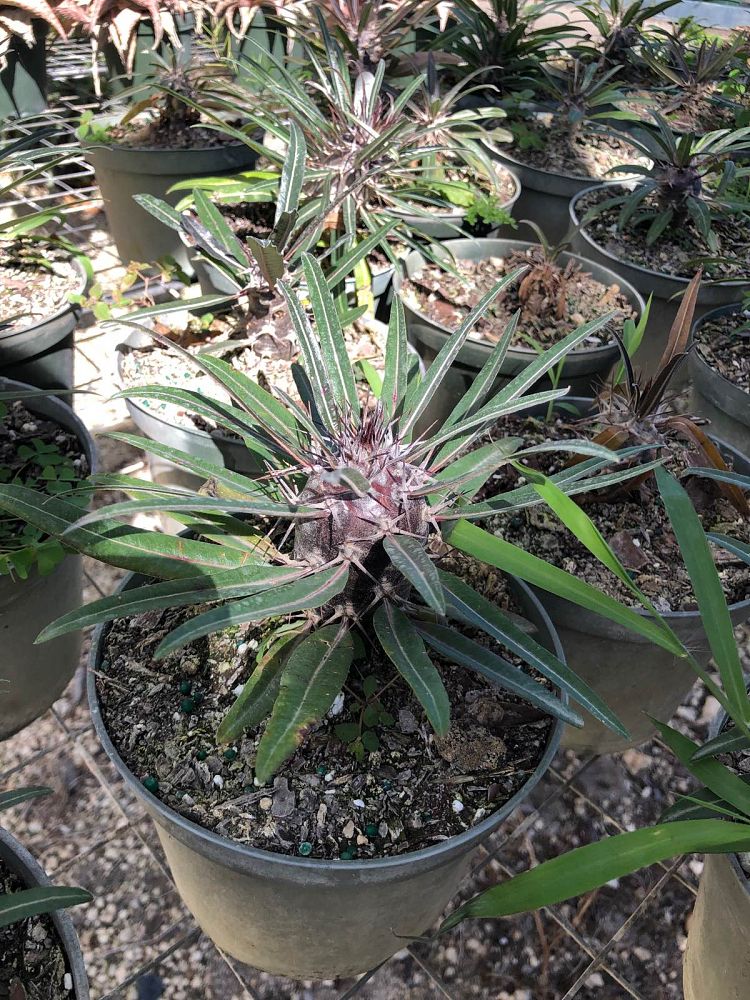 pachypodium-geayi-silver-madagascar-palm