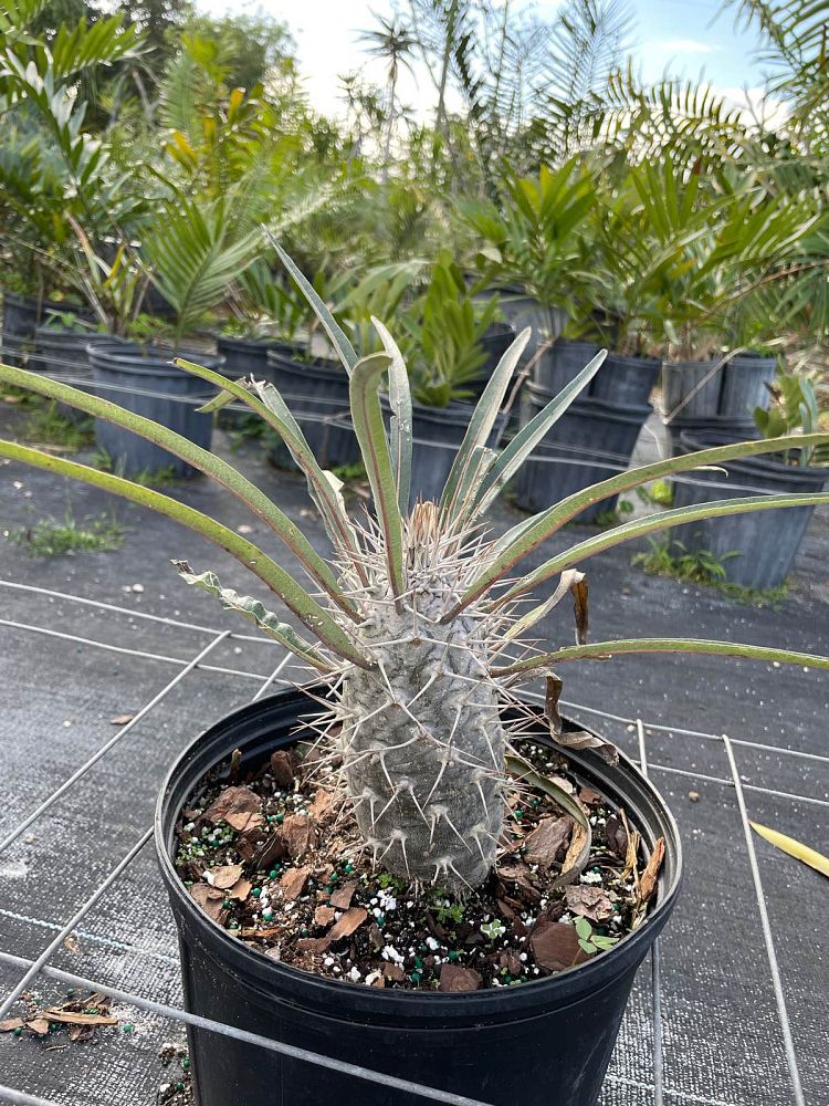 pachypodium-geayi-silver-madagascar-palm